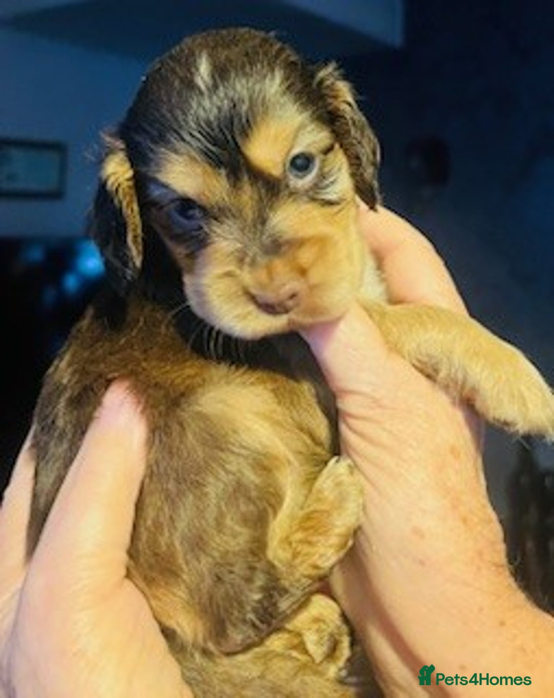 Cocker Spaniel dogs for sale: lyncham cocker spaniels - Image 13