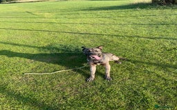 Mixed Breed dogs for sale: Togo, experienced owner only - Image 2