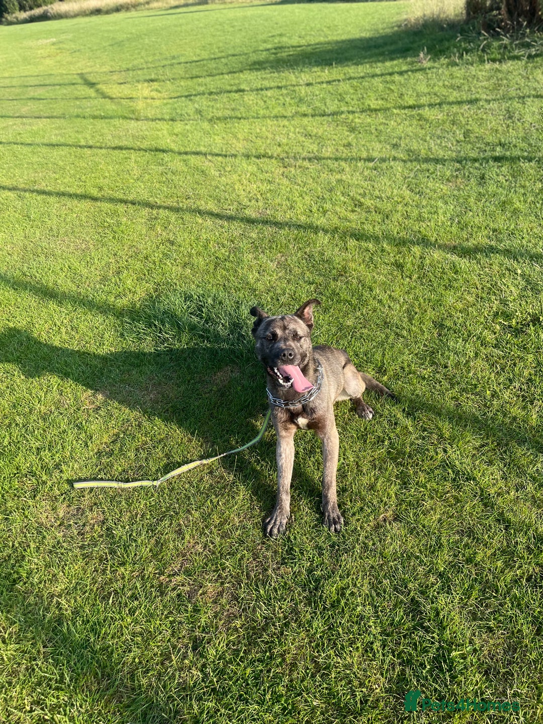 Mixed Breed dogs for sale: Togo, experienced owner only - Image 2