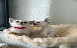 Ragdoll cats for sale: Ragdoll x Oriental kittens  - Image 21