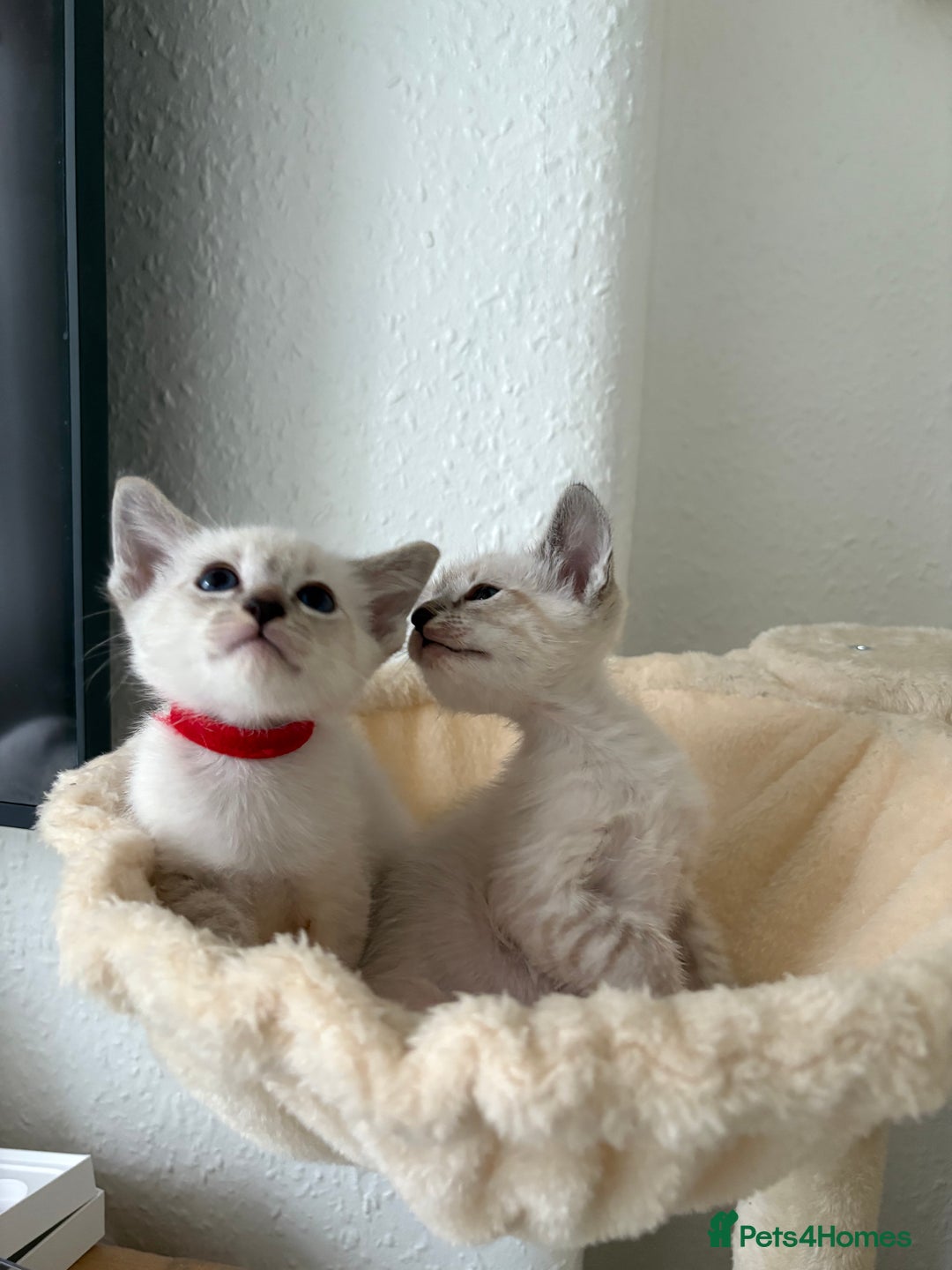 Ragdoll cats for sale: Ragdoll x Oriental kittens  - Image 21