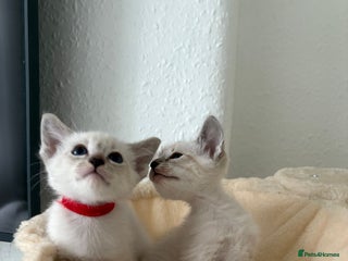 Ragdoll cats - Advert 6