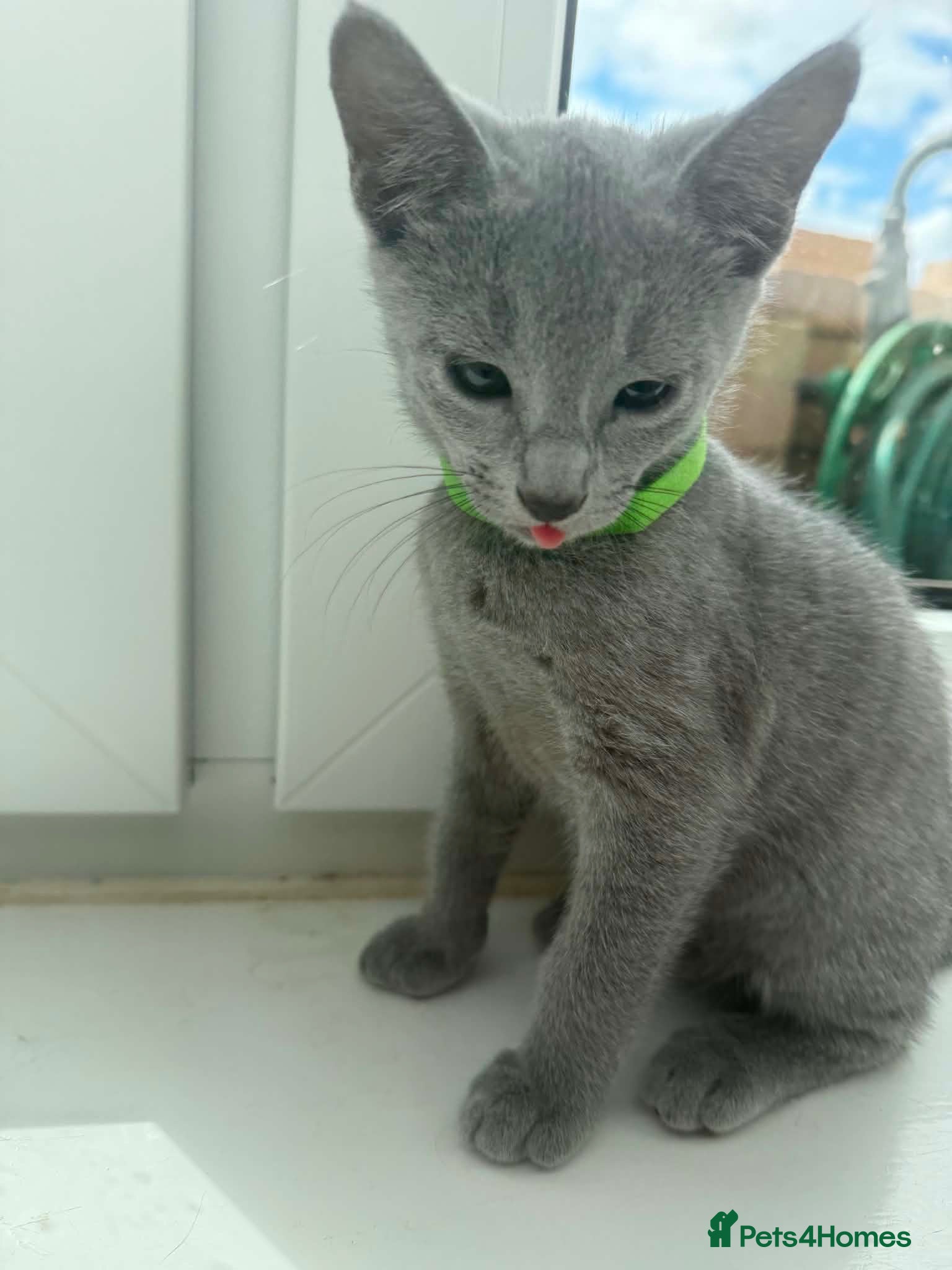 Russian Blue cats TICA REGISTERED Pure Breed Russian Blue Kittens - Advert 1