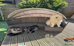 Samoyed dogs for sale: 🐾 🐶 AMAZING, UNIQUE, HEAD TURNING male Samoyed - Image 25