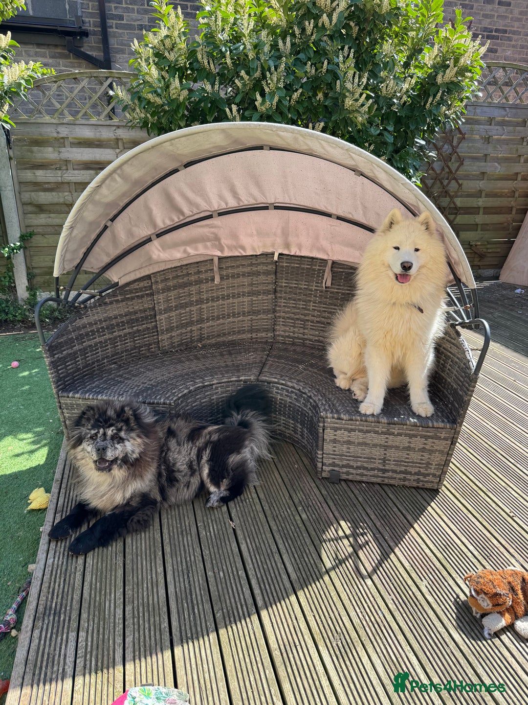 Samoyed dogs for sale: 🐾 🐶 AMAZING, UNIQUE, HEAD TURNING male Samoyed - Image 25