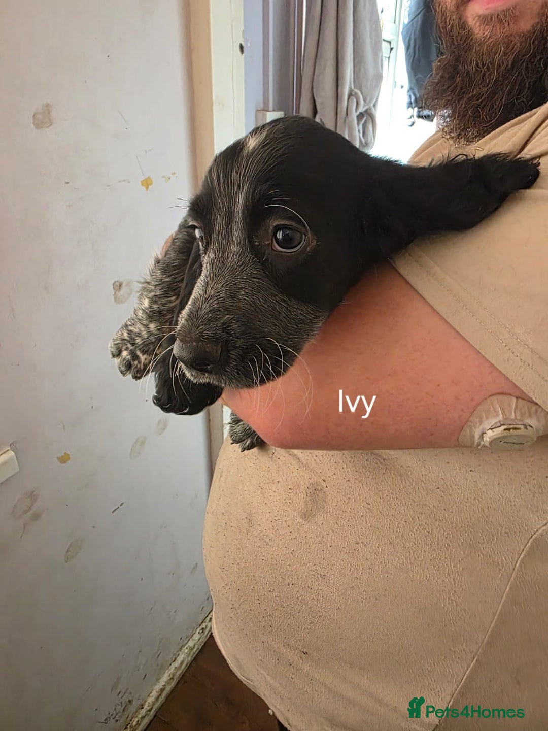 Cocker Spaniel dogs for sale: Cocker spaniel pups - Image 7