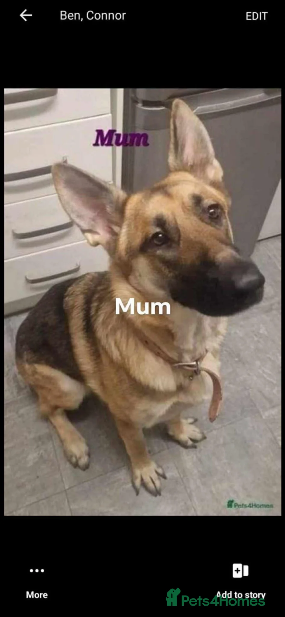 German Shepherd dogs for sale: Female German shepherd for sale  - Advert 5