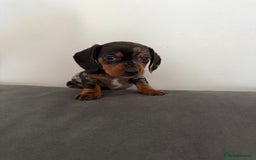 Dachshund dogs for sale: 3 dapple dachshund boys  - Image 12