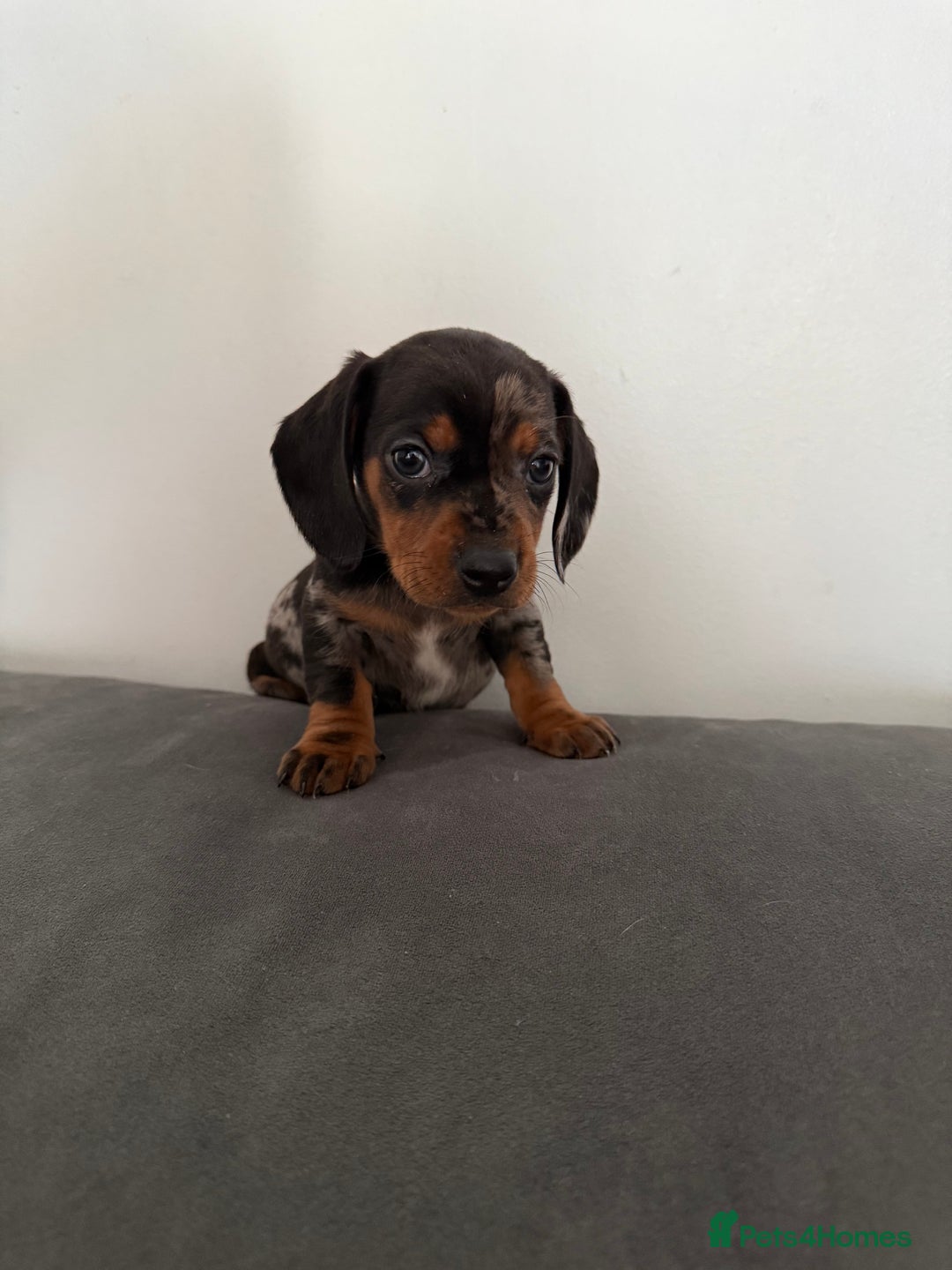 Dachshund dogs for sale: 3 dapple dachshund boys  - Image 12