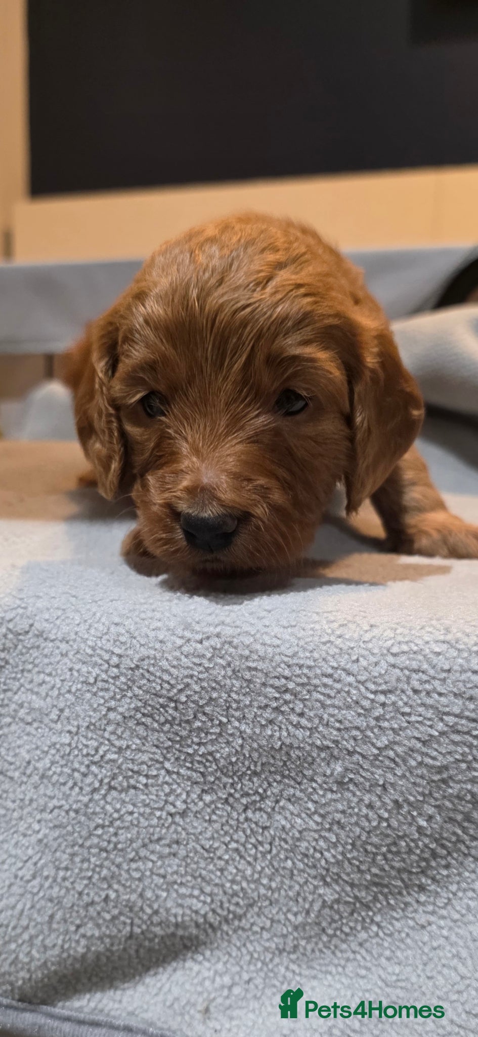 Cockapoo dogs Beautiful cockapoo puppies - Advert 14