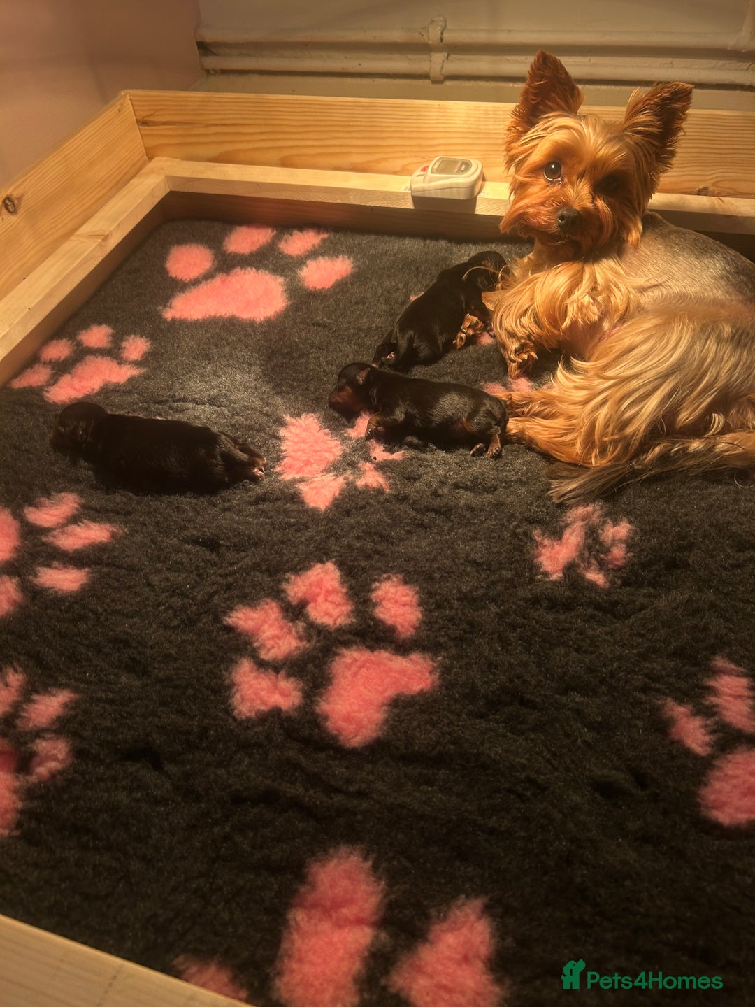 Yorkshire Terrier dogs for sale: Stunning Yorkshire Terriers Puppies  - Advert 17