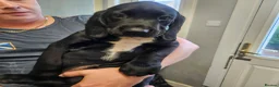 Springador dogs for sale: 🌟 3 Stunning Springador boys 🌟 - Advert 2
