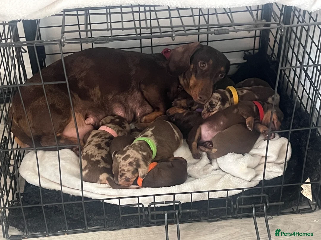 Miniature Dachshund dogs for sale: Miniture dachshund  - Advert 9