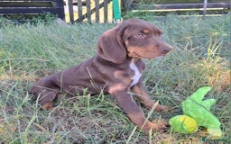 Mixed Breed dogs for sale: Weimaraner/Springer Spaniel boys for sale - Image 4