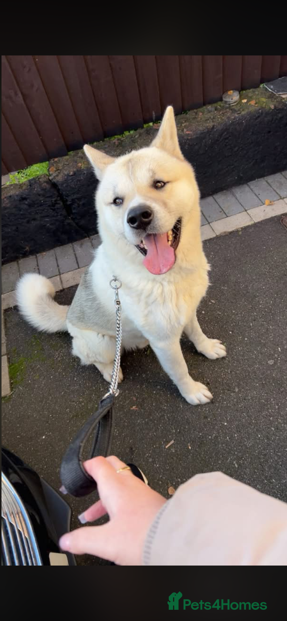 Akita dogs Stud Dog - Advert 8