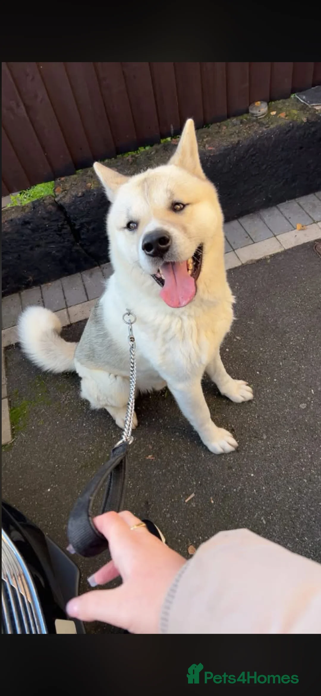 Akita dogs for stud: Stud Dog in Wolverhampton - Advert 1