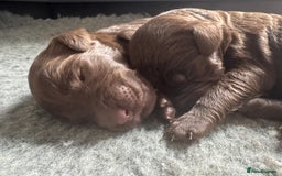 Labradoodle dogs for sale: Labradoodle 12th+ generation  - Image 2