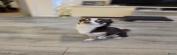 Chihuahua dogs for stud: Reggie-Quality Stud (Champion Breeding Background) - Advert 3