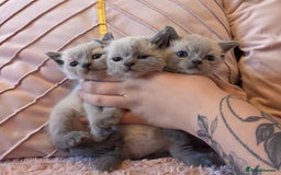 Ragdoll cats for sale: RAGDOLL X BSH KITTENS ❤️ - Image 7