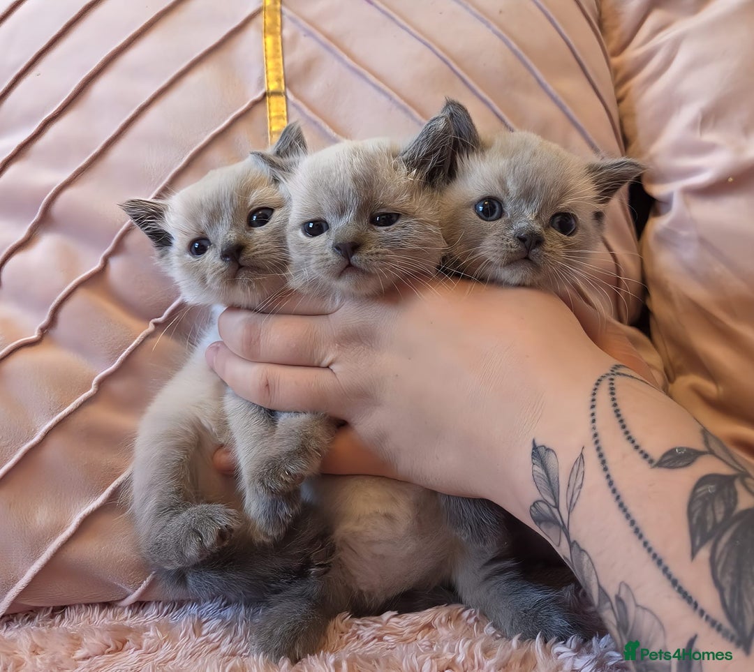 Ragdoll cats for sale: RAGDOLL X BSH KITTENS ❤️ - Image 7