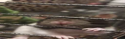 Rat rodents for sale: 2 beautiful female rats with cage and accessories  - Advert 5