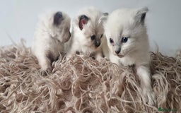 Ragdoll cats for sale: Ragdoll kittens looking for forever homes - Advert 1