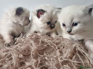 Ragdoll cats Ragdoll kittens looking for forever homes - Advert 2