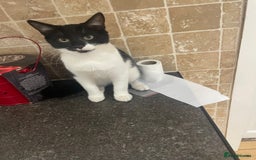Domestic Shorthair cats for sale: Domestic cat  - Image 2