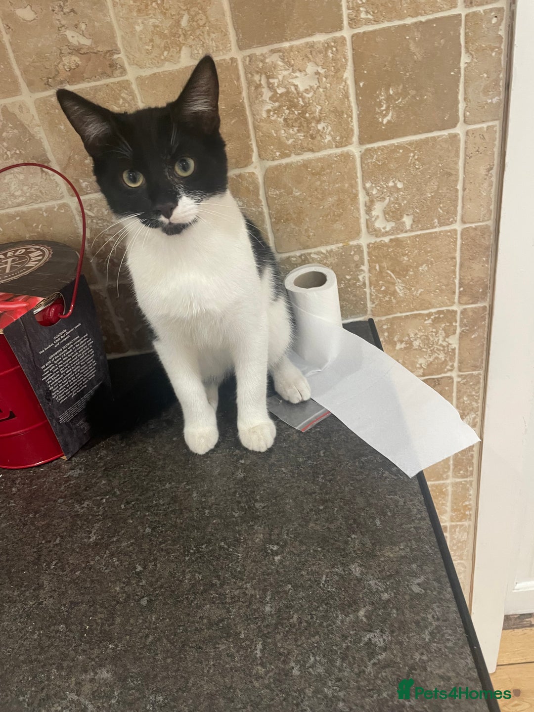 Domestic Shorthair cats for sale: Domestic cat  - Image 2
