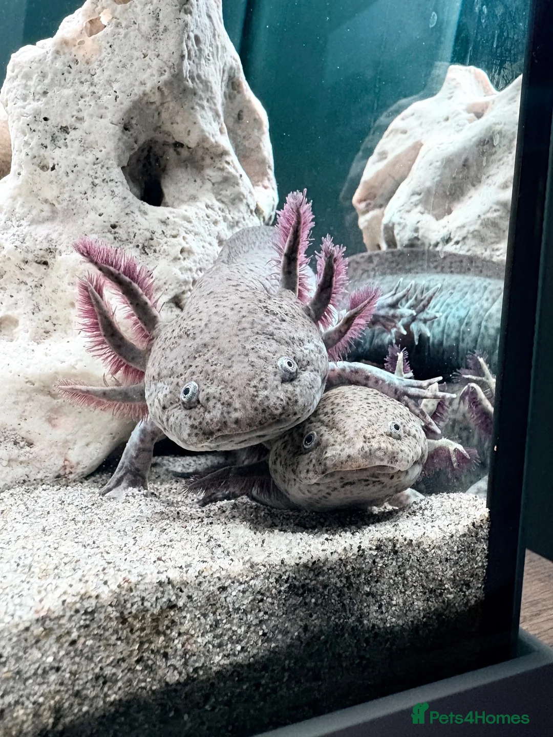 Axolotl reptiles for sale: X2 axolotyls, tank set up and accessories  in Stoke-on-Trent - Advert 6