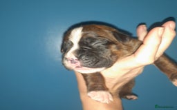 Boxer dogs for sale: Beautiful/Stunning Pedigree Boxer Puppies  - Image 3