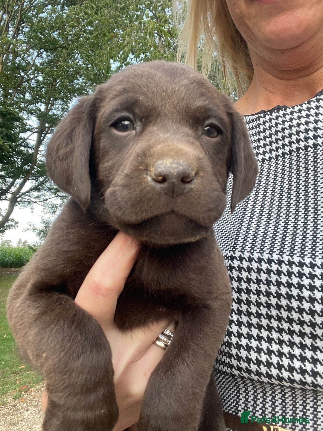 Labrador Retriever dogs for sale: 5 ⭐️  **  CHOCOLATE KC REG VET CHECKED, 1ST VAC - Advert 11
