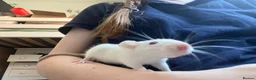 Rat rodents for sale: 4 male rats with complete set up  - Advert 6