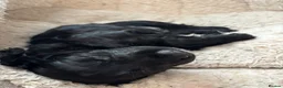 Cocker Spaniel dogs for sale: 1 Lovely Black Cocker Spaniel Girl Ready to Leave - Advert 7