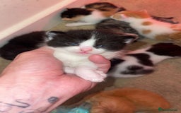 British Longhair cats for sale: Kittens looking for there forever home  - Image 2