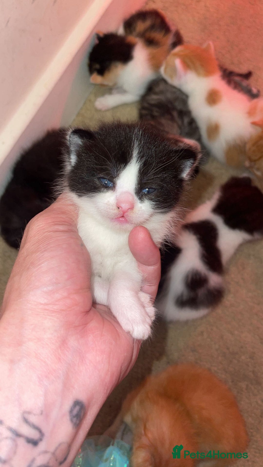British Longhair cats for sale: Kittens looking for there forever home  - Image 2