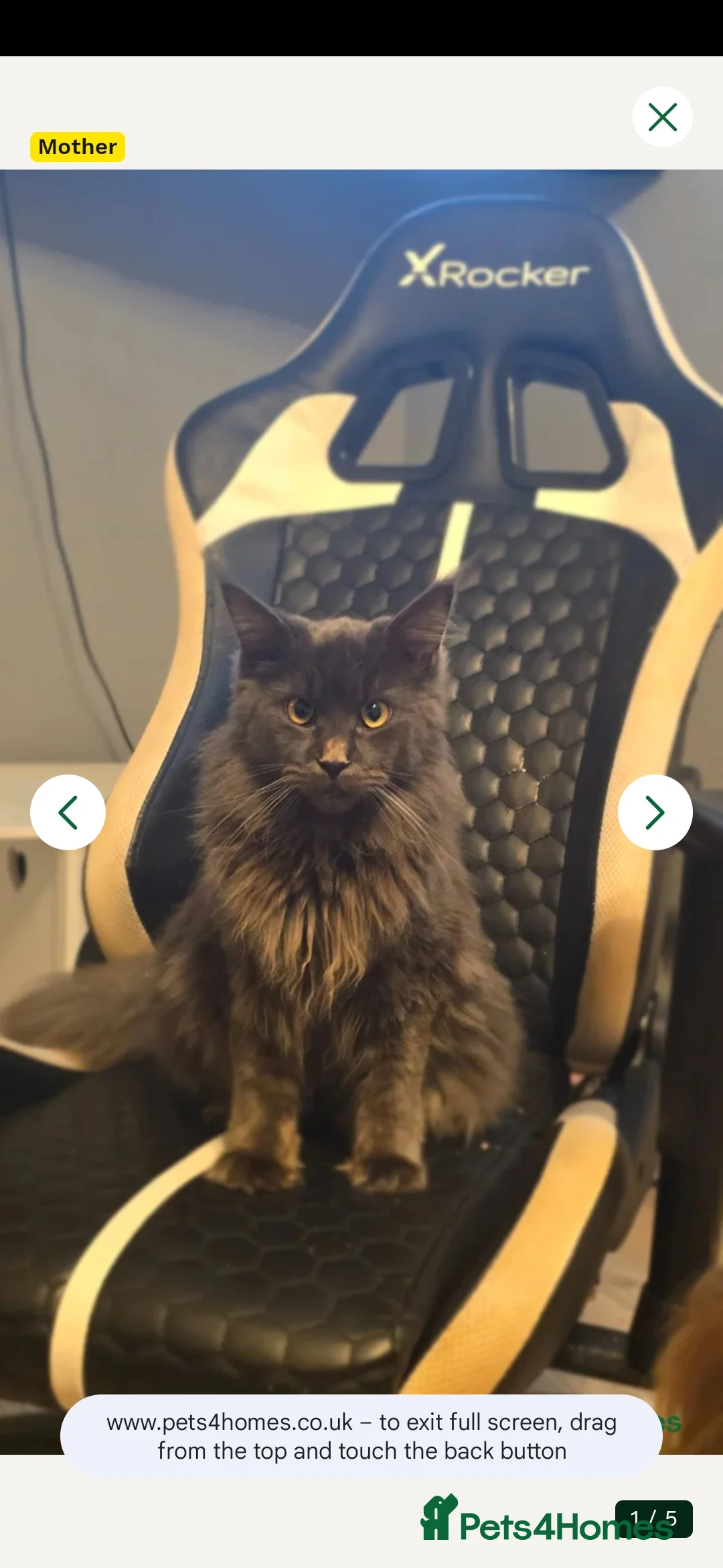 Maine Coon cats for sale: Male Black Maine Coon Kitten - Advert 2