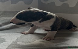 English Bull Terrier dogs for sale: Ready to leave !!! champion bloodlines kc reg - Image 32