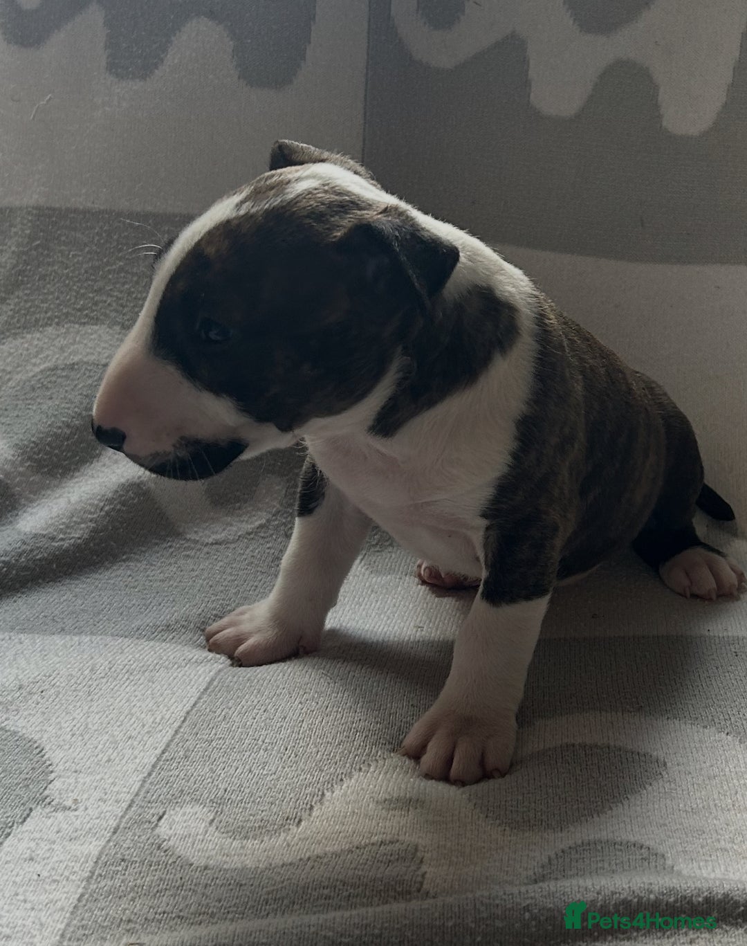 English Bull Terrier dogs for sale: Ready to leave !!! champion bloodlines kc reg - Image 32