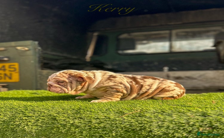 English Bulldog dogs - Advert 1