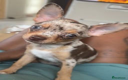 Chihuahua dogs for sale: Reginald (boy) - Image 1