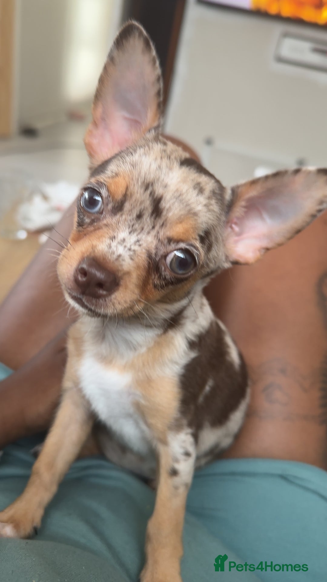 Chihuahua dogs for sale: Reginald (boy) - Image 1