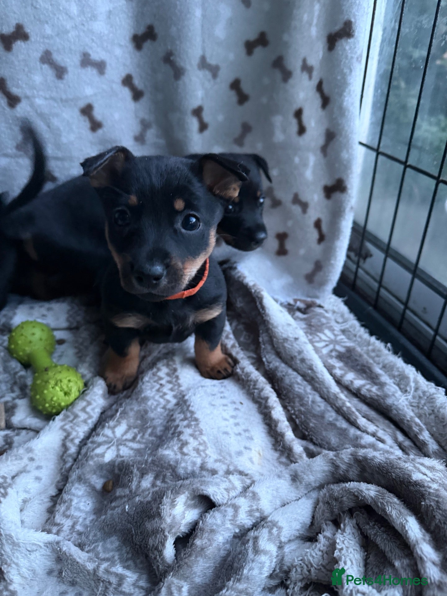Lancashire Heeler dogs KC Lancashire Heeler Puppy’s  - Advert 2
