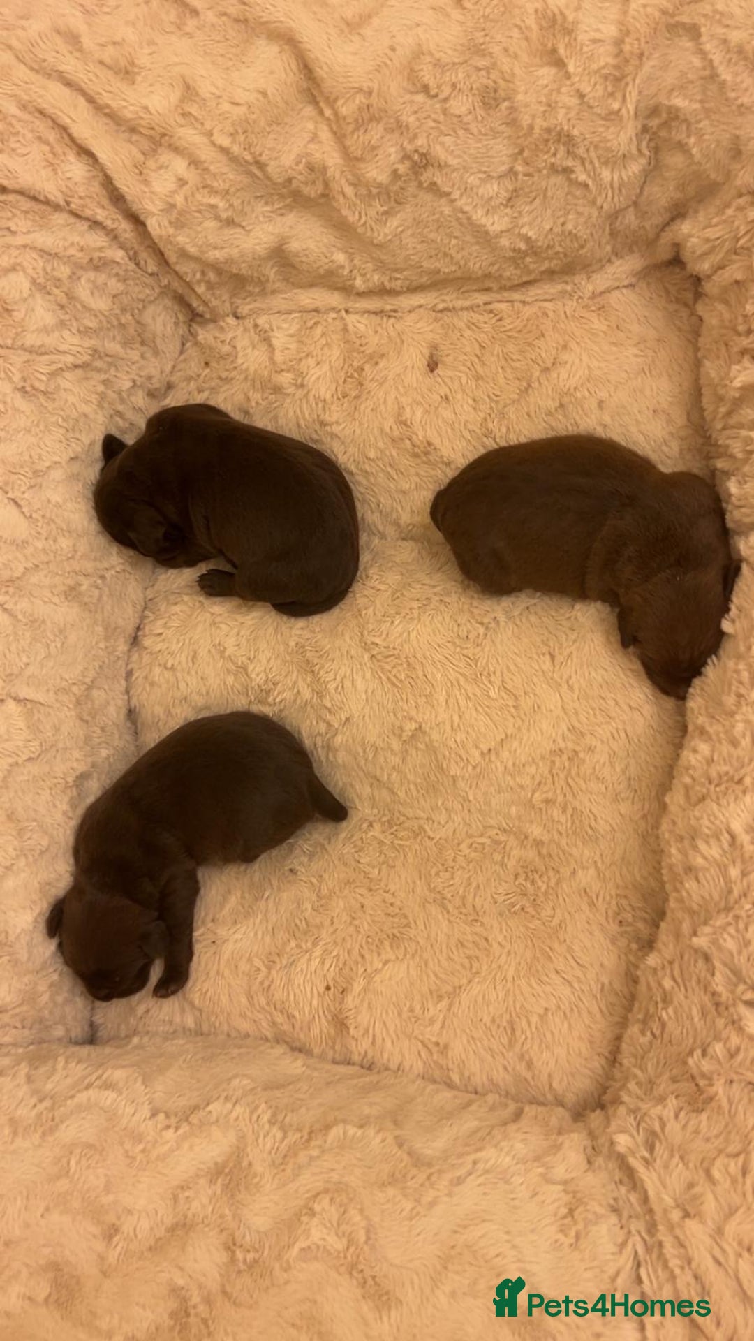 Patterdale Terrier dogs for sale: red patterdale pups  - Advert 13