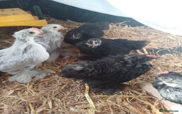 Chickens poultry for sale: Pekin Bantam Cockerils - Image 2