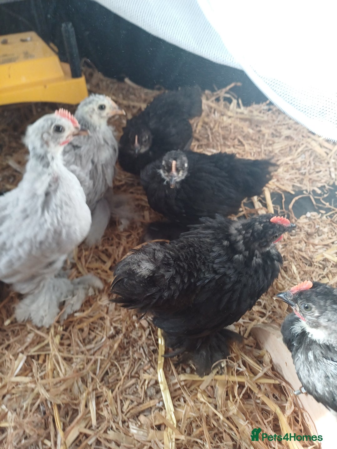 Chickens poultry for sale: Pekin Bantam Cockerils - Image 2