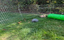 Mini Lop rabbits for sale: Baby rabbits for sale -mini lops - Image 3