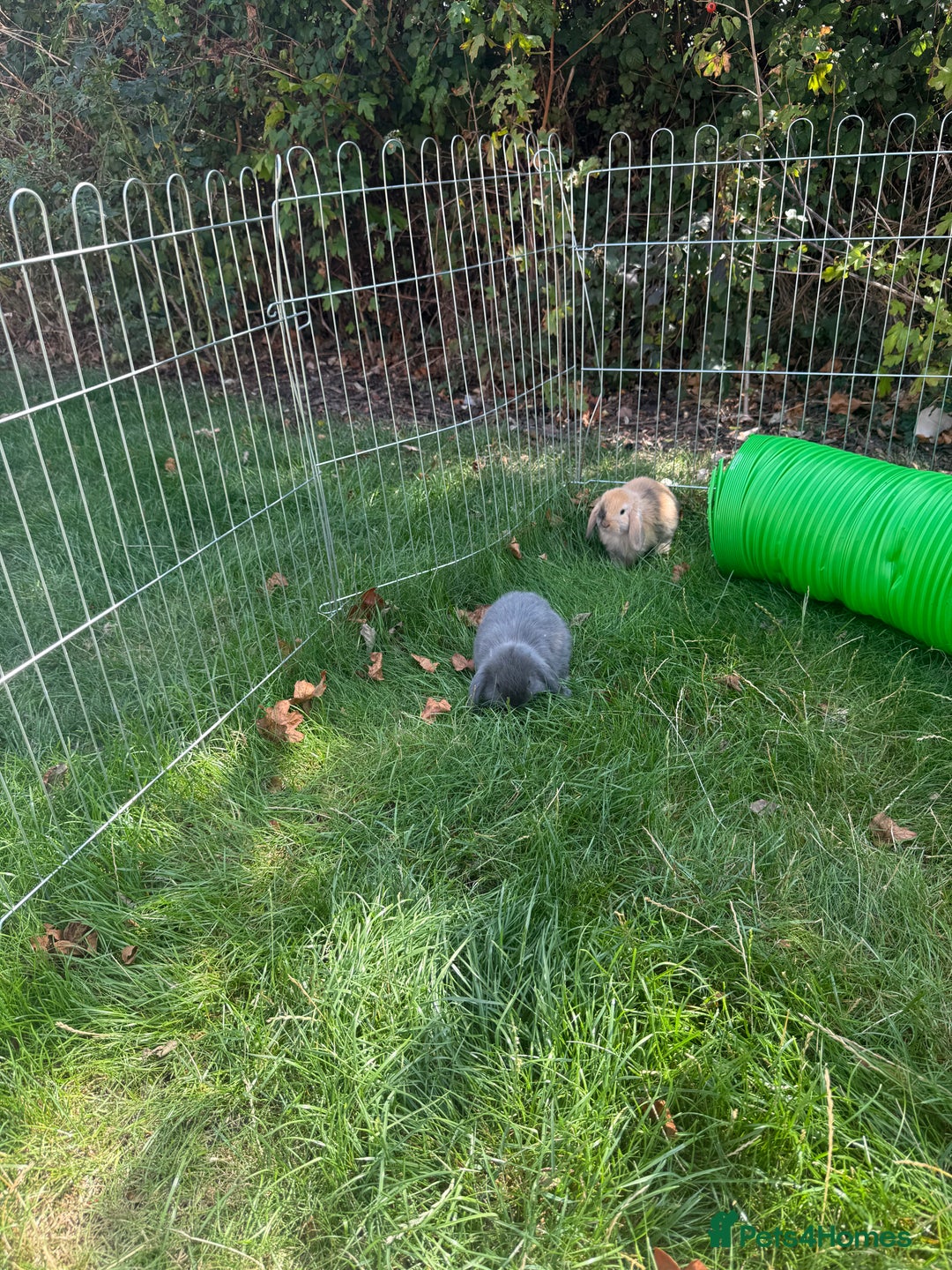 Mini Lop rabbits for sale: Baby rabbits for sale -mini lops - Image 3