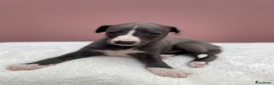 Whippet Puppy 2