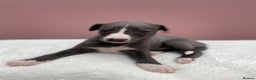 Whippet dogs for sale: 1 Gorgeous KC Reg Whippet Puppy  - Advert 16